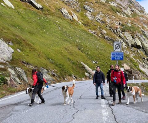Obrazek dekoracyjny wpisu: Pilgerfahrt der Auslandspolen zum Großen Sankt Bernhard-Pass im Zeichen der Schwarzen Madonna